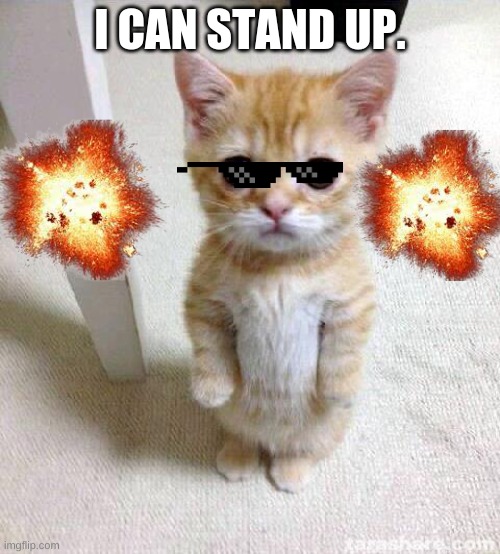 Cute Cat Meme | I CAN STAND UP. | image tagged in memes,cute cat | made w/ Imgflip meme maker
