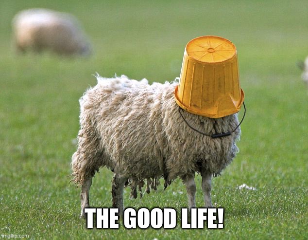 Sweet life | THE GOOD LIFE! | image tagged in stupid sheep,funny,memes,happy | made w/ Imgflip meme maker