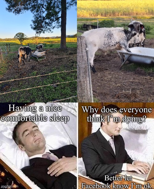Tales from a rural Hood | image tagged in cow,sleep,sleeping,ok,facebook | made w/ Imgflip meme maker