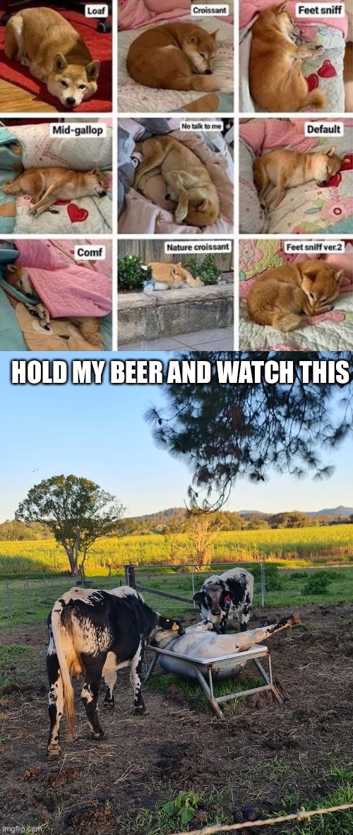 Tales from a rural hood | HOLD MY BEER AND WATCH THIS | image tagged in sleeping,sleep,cow,hold my beer,behold my stuff | made w/ Imgflip meme maker