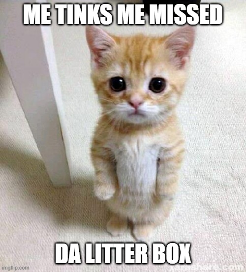 Cute Cat | ME TINKS ME MISSED; DA LITTER BOX | image tagged in memes,cute cat | made w/ Imgflip meme maker