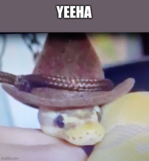 Such a cute snek |  YEEHA | image tagged in yeeha,cutie pie,snake,cowboy snake | made w/ Imgflip meme maker