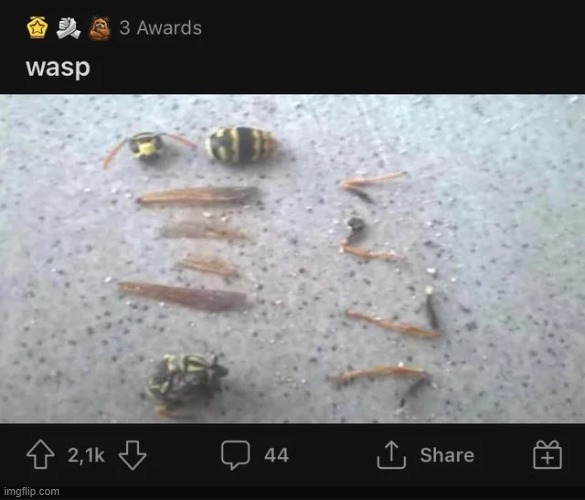 wasp | made w/ Imgflip meme maker