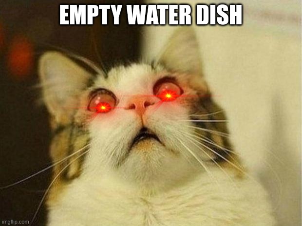Cats | EMPTY WATER DISH | image tagged in memes,scared cat | made w/ Imgflip meme maker
