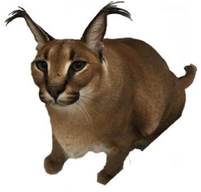 Big floppa PNG - caracal meme post - Imgur