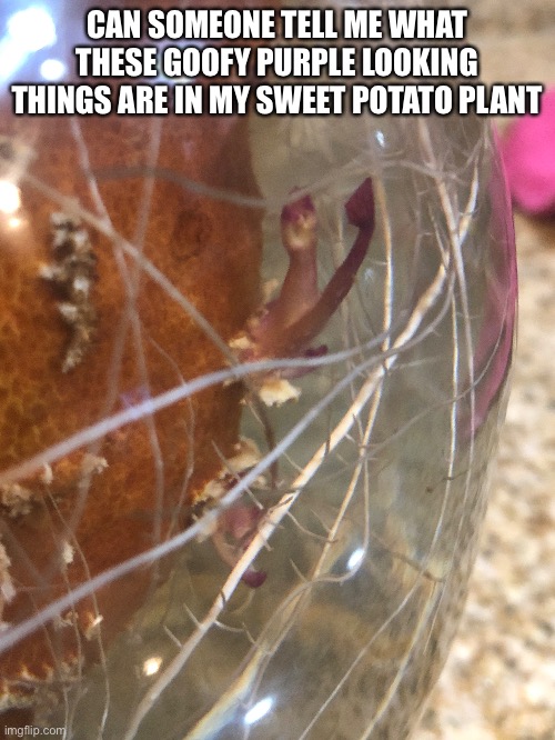 CAN SOMEONE TELL ME WHAT THESE GOOFY PURPLE LOOKING THINGS ARE IN MY SWEET POTATO PLANT | made w/ Imgflip meme maker
