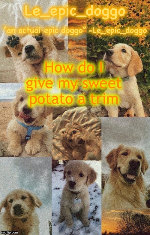 I need to charge him 30 dollars | How do I give my sweet potato a trim | image tagged in doggo temp by doggo wait what that s confusing | made w/ Imgflip meme maker