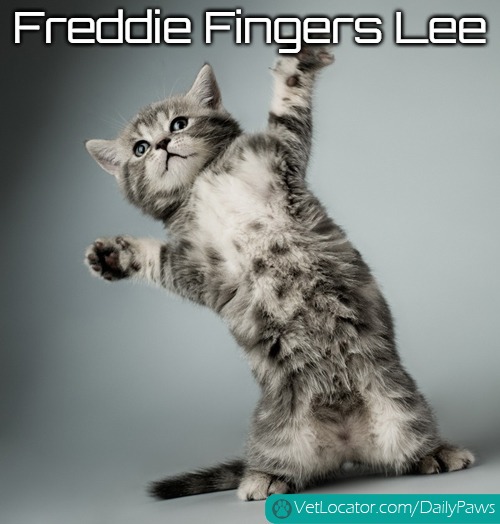 cat dancing | Freddie Fingers Lee | image tagged in cat dancing,slavic,freddie fingers lee,freddie fingaz,blacklabel jedih | made w/ Imgflip meme maker