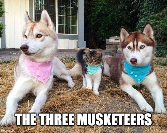 The three Musketeers | THE THREE MUSKETEERS | image tagged in funny dogs | made w/ Imgflip meme maker
