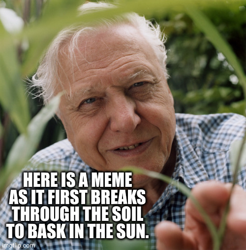 Sir David Attenborough | HERE IS A MEME AS IT FIRST BREAKS THROUGH THE SOIL TO BASK IN THE SUN. | image tagged in sir david attenborough | made w/ Imgflip meme maker