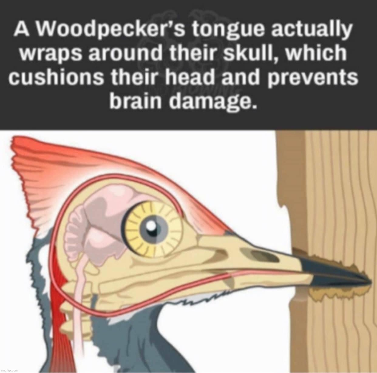 Woodpecker’s tongue | image tagged in woodpecker s tongue | made w/ Imgflip meme maker