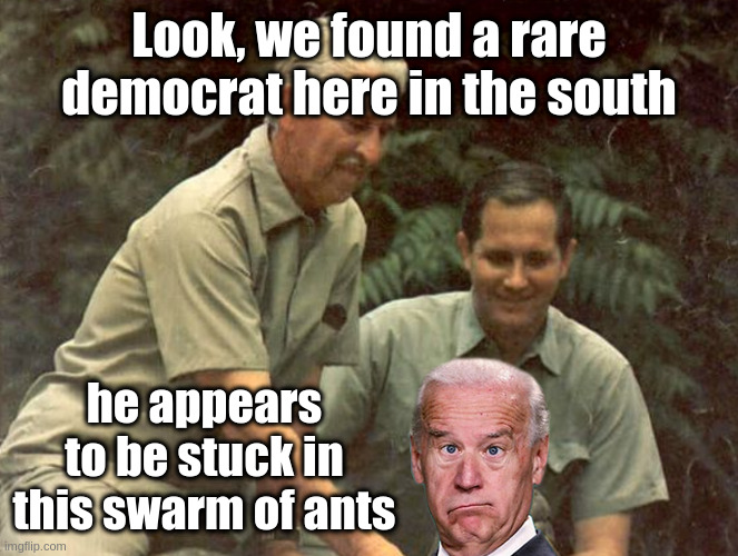 wild kingdom | Look, we found a rare democrat here in the south; he appears to be stuck in this swarm of ants | image tagged in wild kingdom | made w/ Imgflip meme maker