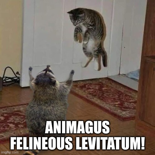 Harry Catter | ANIMAGUS FELINEOUS LEVITATUM! | image tagged in funny cats | made w/ Imgflip meme maker