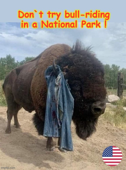 A Bison ain`t a Bull ! | Don`t try bull-riding
in a National Park ! | image tagged in bison | made w/ Imgflip meme maker