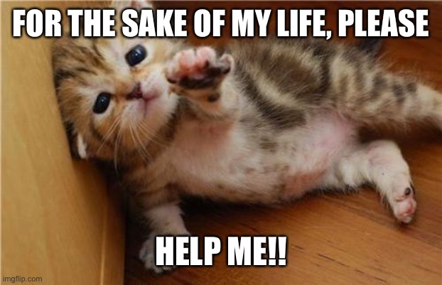 Help Me Kitten | FOR THE SAKE OF MY LIFE, PLEASE HELP ME!! | image tagged in help me kitten | made w/ Imgflip meme maker