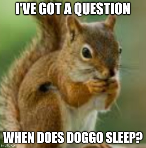 for some reason you're almost always online | I'VE GOT A QUESTION; WHEN DOES DOGGO SLEEP? | image tagged in kdn jkefje | made w/ Imgflip meme maker