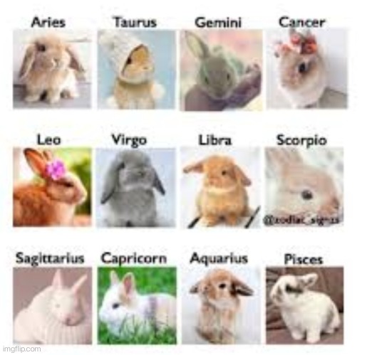 What cute bunny did you guys get? | made w/ Imgflip meme maker
