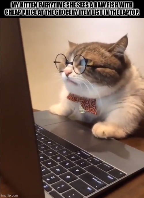 research cat | MY KITTEN EVERYTIME SHE SEES A RAW FISH WITH CHEAP PRICE AT THE GROCERY ITEM LIST IN THE LAPTOP. | image tagged in memes,kitten,food | made w/ Imgflip meme maker