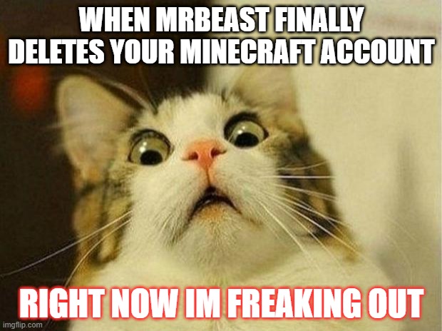 This poor cat | WHEN MRBEAST FINALLY DELETES YOUR MINECRAFT ACCOUNT; RIGHT NOW IM FREAKING OUT | image tagged in memes,scared cat,minecraft account gone | made w/ Imgflip meme maker