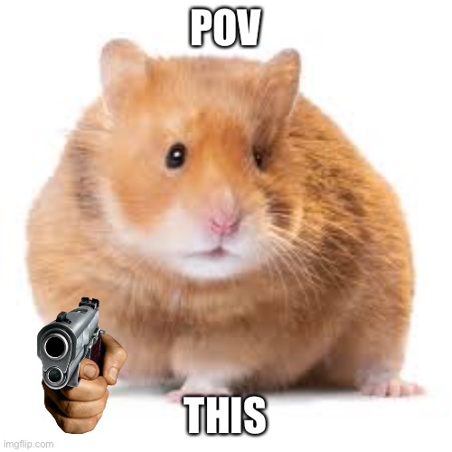 Joke rp | POV; THIS | image tagged in hamster | made w/ Imgflip meme maker