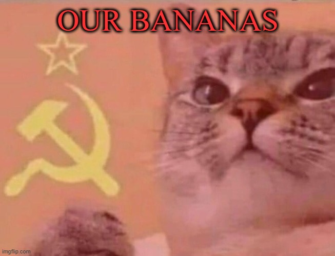 Communist cat | OUR BANANAS | image tagged in communist cat | made w/ Imgflip meme maker