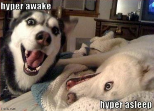 image tagged in dogs | made w/ Imgflip meme maker