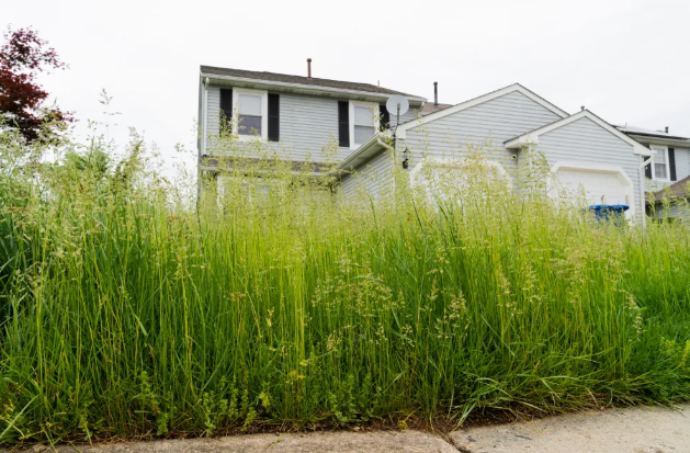 tall grass at house Blank Meme Template