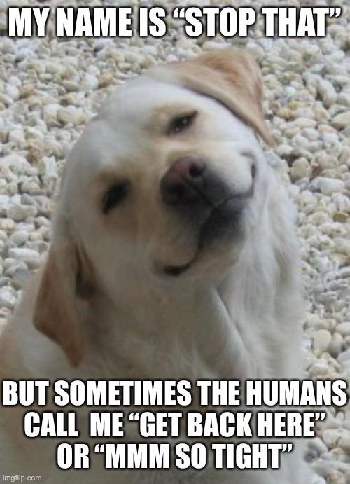 I don't believe you doggo | MY NAME IS “STOP THAT”; BUT SOMETIMES THE HUMANS
CALL  ME “GET BACK HERE”
OR “MMM SO TIGHT” | image tagged in i don't believe you doggo | made w/ Imgflip meme maker