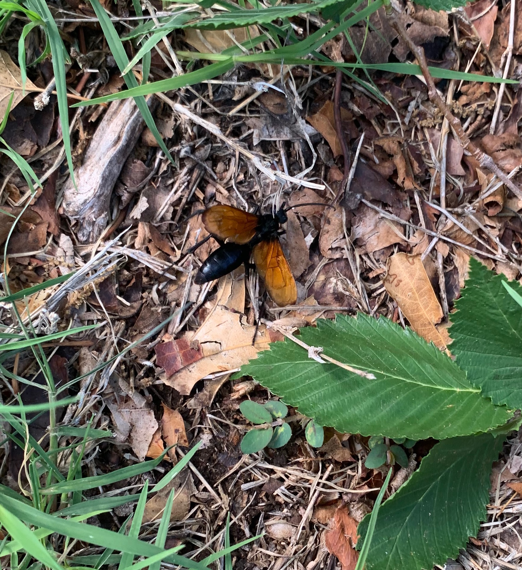 Tarantula hawk | made w/ Imgflip meme maker