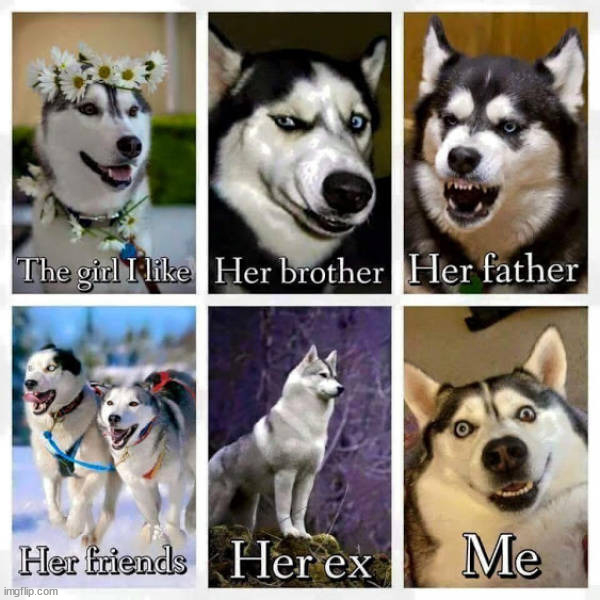 My life in dogs | image tagged in repost | made w/ Imgflip meme maker