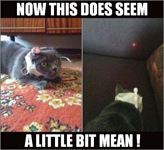 Why Not Fit Your Cat With A Laser ! | NOW THIS DOES SEEM; A LITTLE BIT MEAN ! | image tagged in cats,laser,red dot,mean | made w/ Imgflip meme maker
