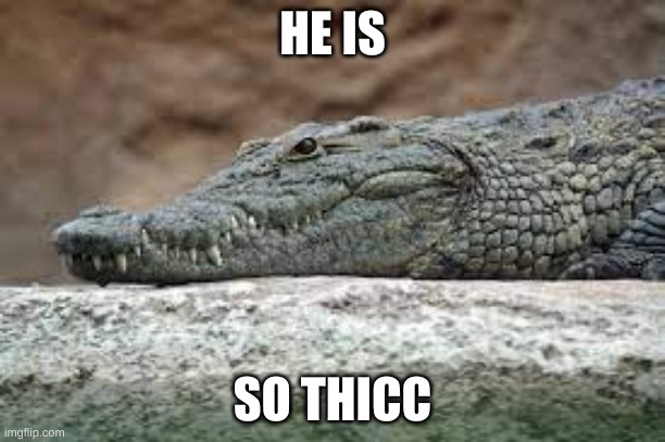 thicc croc | HE IS; SO THICC | image tagged in thicc,crocs | made w/ Imgflip meme maker