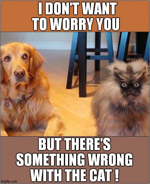 A Dog's Concern ! | I DON'T WANT TO WORRY YOU; BUT THERE'S SOMETHING WRONG WITH THE CAT ! | image tagged in dogs,cats,concern | made w/ Imgflip meme maker
