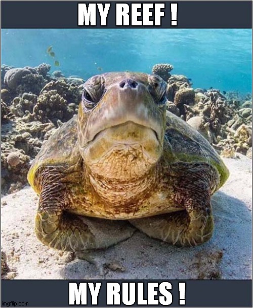 Turtle Says You Can't Come It ! | MY REEF ! MY RULES ! | image tagged in fun,turtle,reef,bouncer | made w/ Imgflip meme maker
