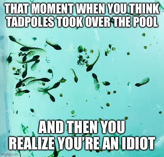 Tadpoles Take Over the Pool |  THAT MOMENT WHEN YOU THINK TADPOLES TOOK OVER THE POOL; AND THEN YOU REALIZE YOU’RE AN IDIOT | image tagged in tadpoles,funny memes,pool,dad joke,dumb blonde | made w/ Imgflip meme maker