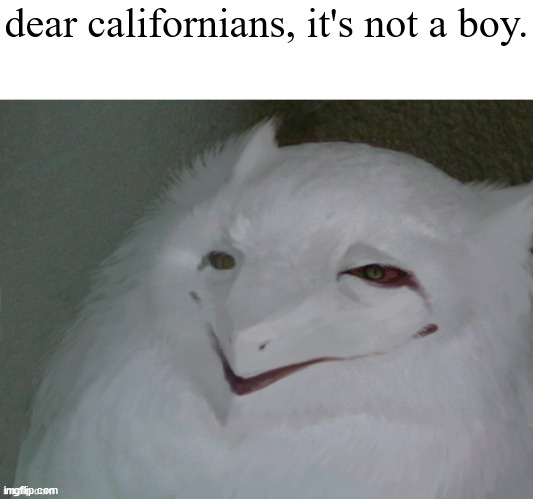 idk | dear californians, it's not a boy. | image tagged in a literal egg | made w/ Imgflip meme maker