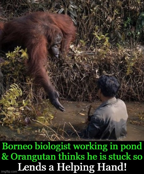 Gentle Soul |  Borneo biologist working in pond
& Orangutan thinks he is stuck so; Lends a Helping Hand! | image tagged in fun,orangutan,gentle soul,biologist,a helping hand,friend | made w/ Imgflip meme maker