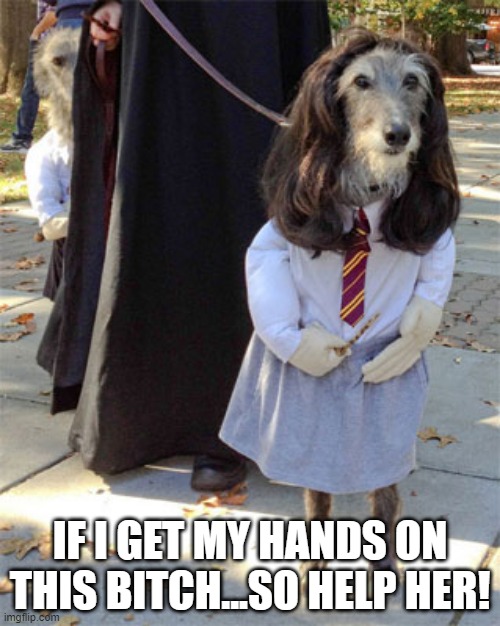 Dress Up | IF I GET MY HANDS ON THIS BITCH...SO HELP HER! | image tagged in funny dogs | made w/ Imgflip meme maker