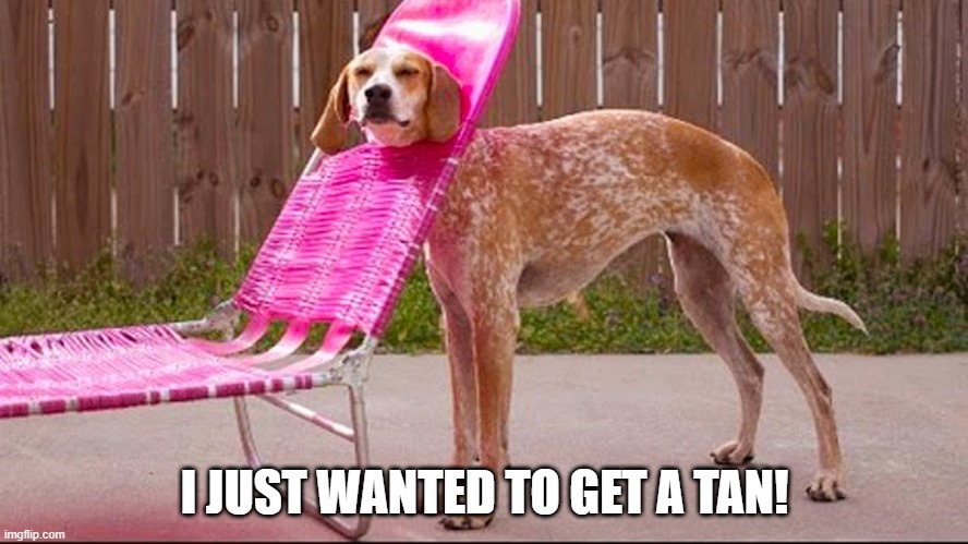 Chaise | I JUST WANTED TO GET A TAN! | image tagged in funny dog | made w/ Imgflip meme maker