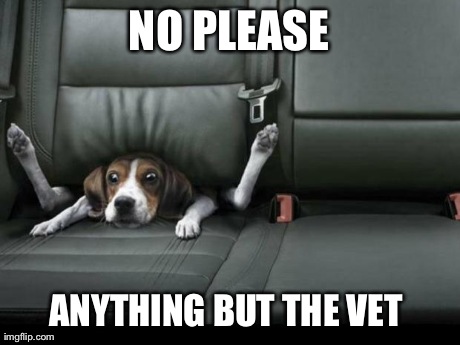 Time for the vet! | NO PLEASE ANYTHING BUT THE VET | image tagged in funny,dog,back seat | made w/ Imgflip meme maker