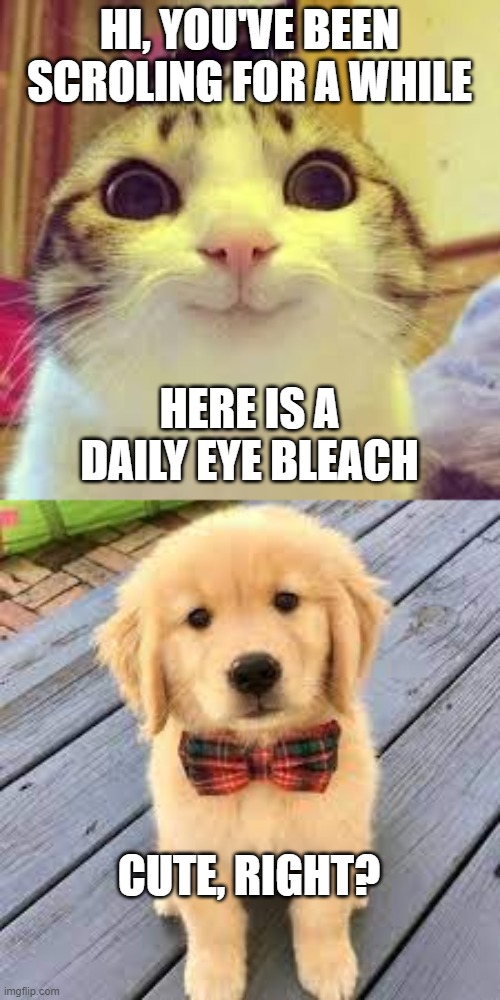 HI, YOU'VE BEEN SCROLING FOR A WHILE; HERE IS A DAILY EYE BLEACH; CUTE, RIGHT? | image tagged in potatos and catshi crazy | made w/ Imgflip meme maker