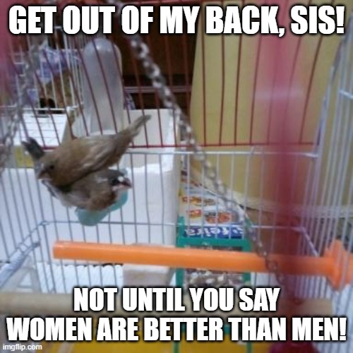 Brothers | GET OUT OF MY BACK, SIS! NOT UNTIL YOU SAY WOMEN ARE BETTER THAN MEN! | image tagged in birds,sibling rivalry,cage | made w/ Imgflip meme maker