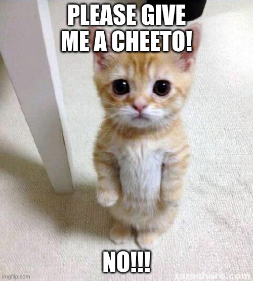 Cute Cat | PLEASE GIVE ME A CHEETO! NO!!! | image tagged in memes,cute cat | made w/ Imgflip meme maker