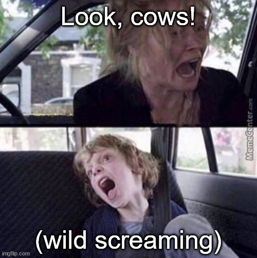 Why can't you just be normal (blank) | Look, cows! (wild screaming) | image tagged in why can't you just be normal blank | made w/ Imgflip meme maker