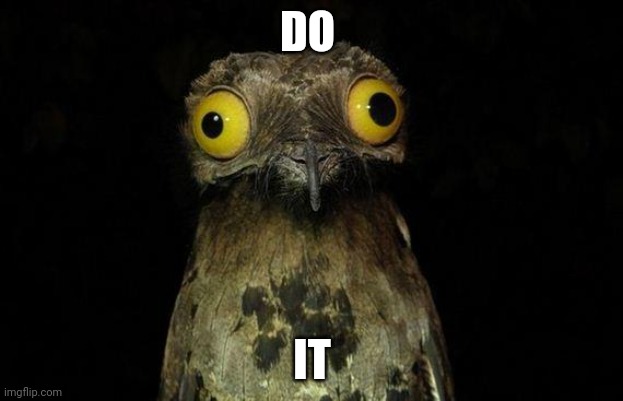 9geor3 in 3 years | DO; IT | image tagged in memes,weird stuff i do potoo | made w/ Imgflip meme maker