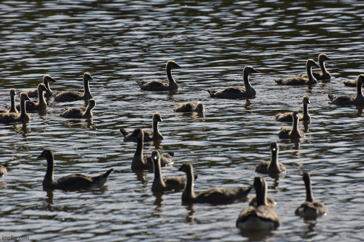 goslings in the Mississippi | image tagged in goslings,mississippi | made w/ Imgflip meme maker
