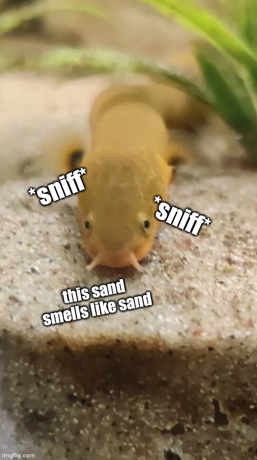 Sand | *sniff*; *sniff*; this sand smells like sand | made w/ Imgflip meme maker