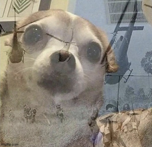 Ptsd dog | image tagged in ptsd dog | made w/ Imgflip meme maker