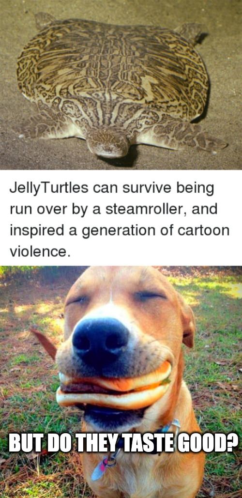 A meme that has Jack Shit to do With Anything | BUT DO THEY TASTE GOOD? | image tagged in jelly,hamburger doge | made w/ Imgflip meme maker