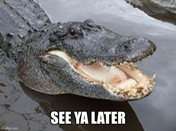 SEE YA LATER | image tagged in alligator wut | made w/ Imgflip meme maker